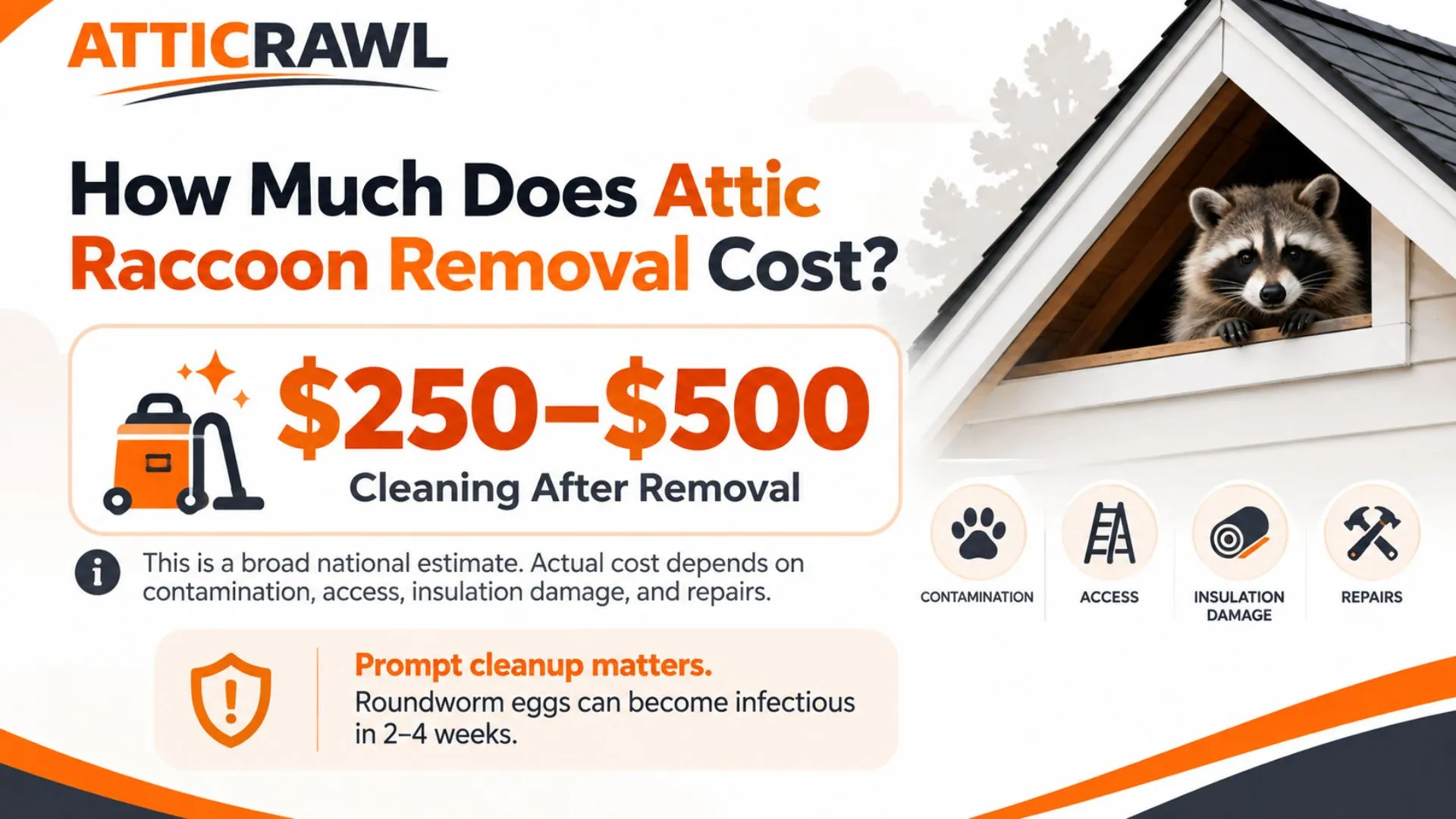 A raccoon is shown peeking from an attic opening beside a cost guide for post-removal cleaning. The graphic highlights a broad national cleaning estimate of $250 to $500 and notes that actual costs can vary based on contamination, access, insulation damage, and repairs. Icons represent key cost factors such as contamination, attic access, insulation damage, and repair work. A safety note also explains that raccoon roundworm eggs can become infectious within two to four weeks, which makes prompt cleanup important.